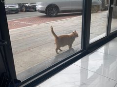 -艾贝尔宠物医院·24H转诊中心·肿瘤猫专科(江宁双龙店)