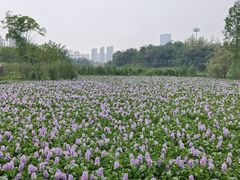 -洋湖国家湿地公园