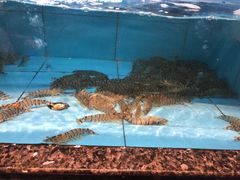 -王庄阿咪海鲜大排档(象园店)