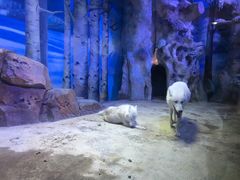 -芜湖新华联大白鲸海洋公园