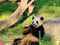 -广州长隆野生动物世界