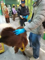 点击看大图 -神奇动物撸宠馆·羊驼·小浣熊·异宠(豫园店)