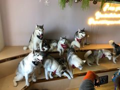 -Husky Go! 哈士奇体验馆·宠物咖啡厅狗咖