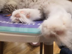 -滚猫咖啡·猫咖·猫友好撸猫(未来城店)