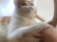-飞行喵MR PILOT|猫舍·猫咖(静安大融城店)