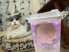 -楼上猫咖(罗湖店)