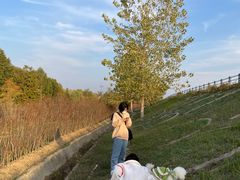 -合肥滨湖国家森林公园