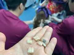 -北京观赏动物医院·24小时大型综合·猫专科·异宠专科