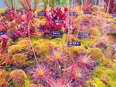 -中国科学院西双版纳热带植物园