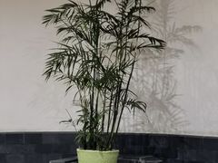 -黄山轩辕国际大酒店