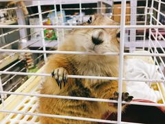 -钓仓鼠(洋桥北里小区店)