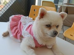 -怪兽屋·羊驼·猫咖·狗咖(俊华广场店)