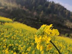 -光明小镇欢乐田园