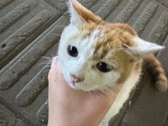 -阿荣24H宠物医院·综合型转诊中心·CT·核磁影像中心