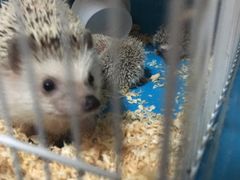 -藦茜花园宠物主题亲子互动体验馆(国顺东路店)