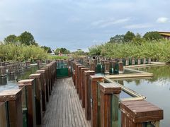 -宁波杭州湾国家湿地公园