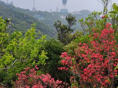 -梧桐山风景名胜区