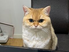 -飞行喵MR PILOT|猫舍·猫咖(静安大融城店)