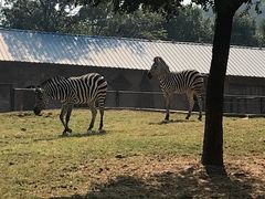 -石家庄市动物园