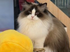 -琪喵猫屋·撸猫猫咖·猫舍