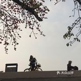 木棉花开 飞絮濛濛
