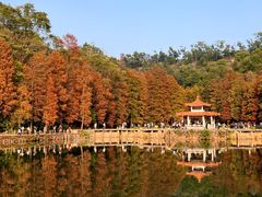 -深圳仙湖植物园