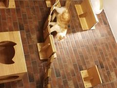 -more than meow吴止猫主题餐厅(承德 中船汇店)