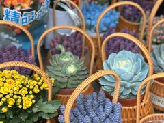 -溪岸路花鸟市场