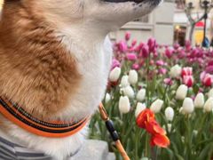 -天使宠物医院·犬猫分诊(彩虹店)