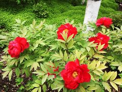 -狼山风景名胜区