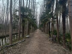 -合肥滨湖国家森林公园