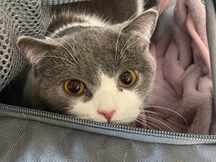 -爱侣宠医·鹦鹉专科·小型哺乳类·异宠专科(灵石路店)