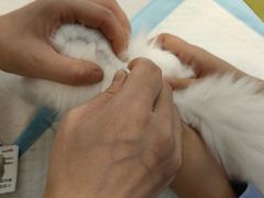 -艾吉宠物医院·疑难杂症转诊中心·猫友好(碧江路院)