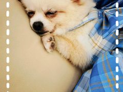 -怪兽屋·羊驼·猫咖·狗咖(俊华广场店)