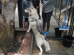 -TrueLove @ Neverland (Husky Cafe)