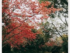 -桃花岛景观公园