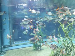 -芜湖新华联大白鲸海洋公园