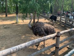 -大连森林动物园