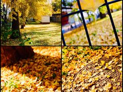 -三里屯东五街银杏大道