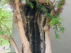 -中国唐苑