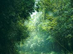 -海南热带雨林国家公园吊罗山景区