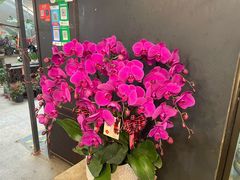 -双季花艺园艺市场(浦东店)