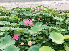 -素心小筑(后沙裕镇店)