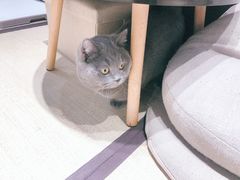 -逗柴咖啡屋·狗咖猫咖宠物桌游