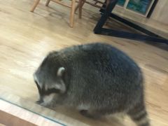 -藦茜花园宠物主题亲子互动体验馆(国顺东路店)