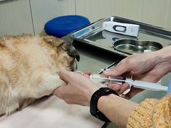 -康成宠物医院24H·CT·核磁共振