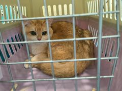 -萌兽医馆·犬猫专科·眼科中心·宠物医院(朝阳门分院)