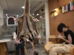 -楼上猫咖(罗湖店)