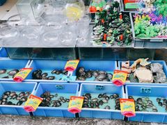 -清平路水族市场
