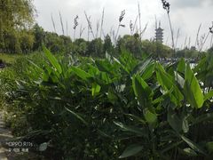 -南山湖公园